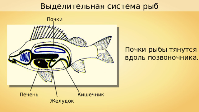 Выделительная система рыб Почки Почки рыбы тянутся вдоль позвоночника. Печень Кишечник Желудок 