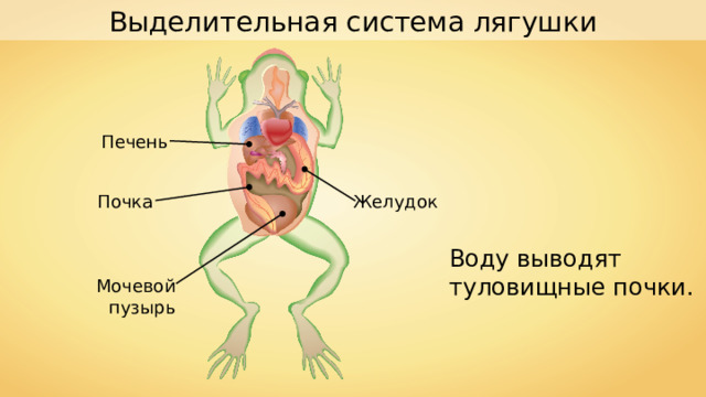 Выделительная система лягушки Печень Желудок Почка Воду выводят туловищные почки. Мочевой пузырь 