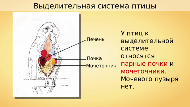 Выделительная система птицы У птиц к выделительной системе относятся парные почки и мочеточники . Мочевого пузыря нет. Печень Почка Мочеточник 