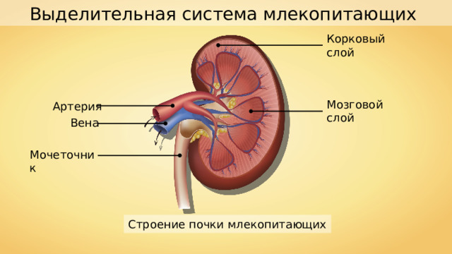 Выделительная система млекопитающих Корковый слой Мозговой слой Артерия Вена Мочеточник Строение почки млекопитающих 