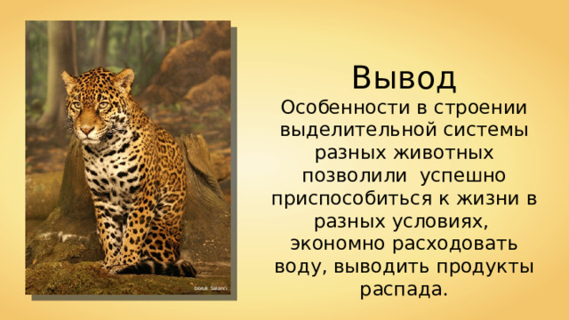 Вывод Особенности в строении выделительной системы разных животных позволили успешно приспособиться к жизни в разных условиях, экономно расходовать воду, выводить продукты распада. Doruk Salancı 