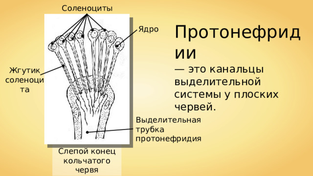 Соленоциты Протонефридии — это канальцы выделительной системы у плоских червей. Ядро Жгутик соленоцита Выделительная трубка протонефридия Слепой конец кольчатого червя 