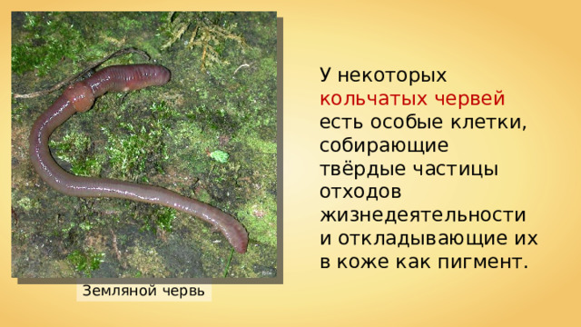 У некоторых кольчатых червей есть особые клетки, собирающие твёрдые частицы отходов жизнедеятельности и откладывающие их в коже как пигмент. Fice Земляной червь 