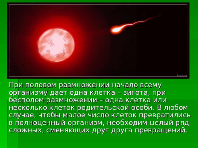  При половом размножении начало всему организму дает одна клетка – зигота, при бесполом размножении – одна клетка или несколько клеток родительской особи. В любом случае, чтобы малое число клеток превратились в полноценный организм, необходим целый ряд сложных, сменяющих друг друга превращений. 