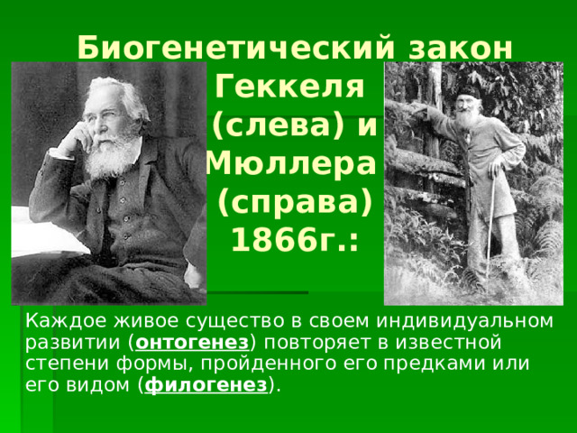 Биогенетический закон  Геккеля  (слева) и  Мюллера  (справа)  1866г.:  Каждое живое существо в своем индивидуальном развитии ( онтогенез ) повторяет в известной степени формы, пройденного его предками или его видом ( филогенез ). 