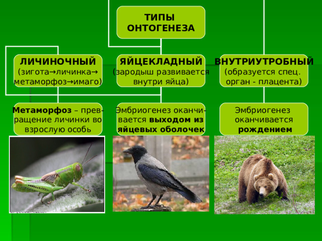 ТИПЫ ОНТОГЕНЕЗА ВНУТРИУТРОБНЫЙ (образуется спец. орган - плацента) ЛИЧИНОЧНЫЙ (зигота →личинка→ метаморфоз→имаго ) ЯЙЦЕКЛАДНЫЙ (зародыш развивается внутри яйца) Метаморфоз – прев- ращение личинки во взрослую особь Эмбриогенез оканчивается  рождением Эмбриогенез оканчи- вается выходом из яйцевых оболочек 
