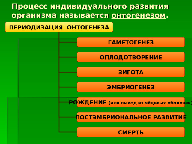 Процесс индивидуального развития организма называется онтогенезом . ПЕРИОДИЗАЦИЯ ОНТОГЕНЕЗА ГАМЕТОГЕНЕЗ ОПЛОДОТВОРЕНИЕ ЗИГОТА ЭМБРИОГЕНЕЗ РОЖДЕНИЕ (или выход из яйцевых оболочек) ПОСТЭМБРИОНАЛЬНОЕ РАЗВИТИЕ СМЕРТЬ 