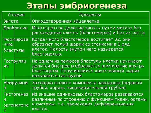 Этапы эмбриогенеза Стадия Процессы Зигота Оплодотворенная яйцеклетка Дробление Многократное деление зиготы путем митоза без расхождения клеток (бластомеров) и без их роста Формирова-ние бластулы Когда число бластомеров достигает 32, они образуют полый шарик со стенками в 1 ряд клеток. Полость внутри него называется бластоцелью. Гаструляция На одном из полюсов бластулы клетки начинают делится быстрее и образуется впячивание внутрь бластоцели. Получившийся двухслойный шарик называется гаструлой. Нейруляция Закладка осевого комплекса зародыша (нервной трубки, хорды, пищеварительной трубки). Гистогенез и органогенез Из внешне одинаковых бластомеров развиваются различные по строению и функциям ткани, органы и системы, т.е. происходит дифференциация клеток. 
