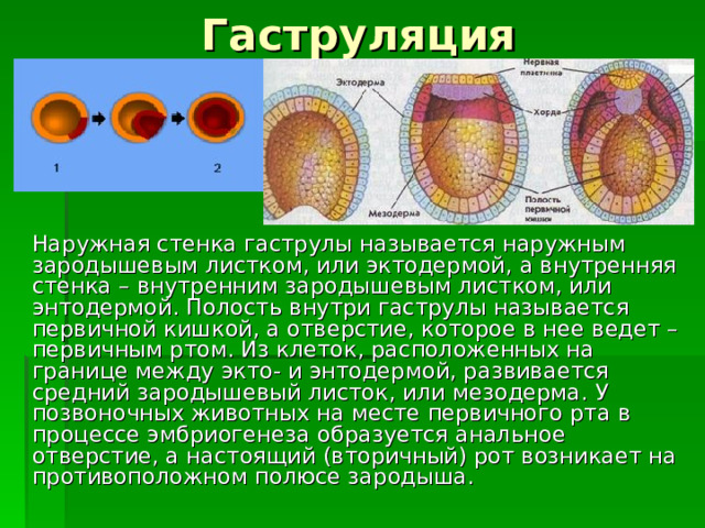 Гаструляция  Наружная стенка гаструлы называется наружным зародышевым листком, или эктодермой, а внутренняя стенка – внутренним зародышевым листком, или энтодермой. Полость внутри гаструлы называется первичной кишкой, а отверстие, которое в нее ведет – первичным ртом. Из клеток, расположенных на границе между экто- и энтодермой, развивается средний зародышевый листок, или мезодерма. У позвоночных животных на месте первичного рта в процессе эмбриогенеза образуется анальное отверстие, а настоящий (вторичный) рот возникает на противоположном полюсе зародыша. 