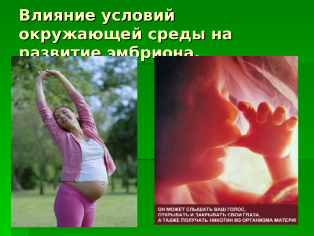 Влияние условий окружающей среды на развитие эмбриона. 