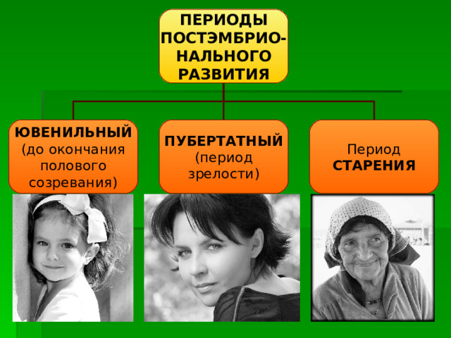ПЕРИОДЫ ПОСТЭМБРИО- НАЛЬНОГО РАЗВИТИЯ ЮВЕНИЛЬНЫЙ (до окончания полового созревания) ПУБЕРТАТНЫЙ (период зрелости) Период СТАРЕНИЯ 