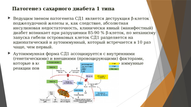 Патогенез сахарного диабета 1 типа Ведущим звеном патогенеза СД1 является деструкция β-клеток поджелудочной железы и, как следствие, абсолютная инсулиновая недостаточность, клинически явный (манифестный) диабет возникает при разрушении 85-90 % β-клеток, по механизму запуска гибели островковых клеток СД1 разделяется на идиопатический и аутоиммунный, который встречается в 10 раз чаще, чем первый. Аутоиммунная форма СД1 ассоциируется с внутренними (генетическими) и внешними (провоцирующими) факторами, которые в комбинации друг с другом «запускают» иммунные реакции повреждения островкового аппарата. 