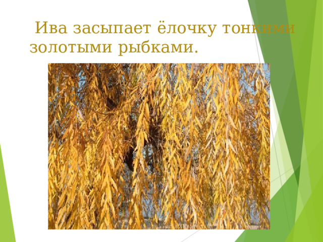  Ива засыпает ёлочку тонкими золотыми рыбками. 