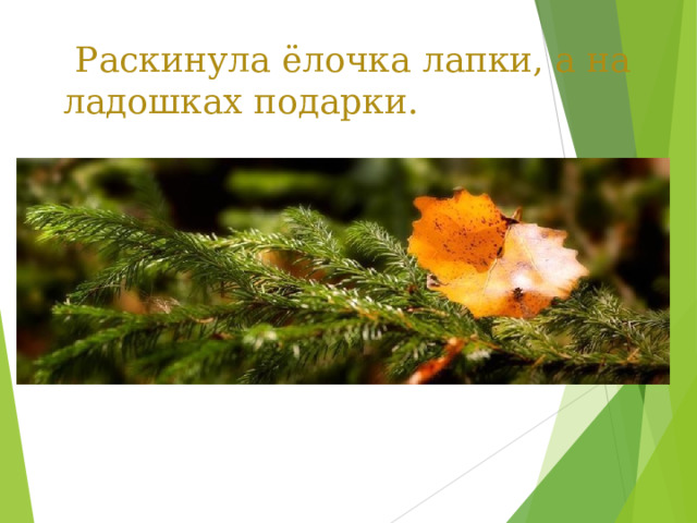  Раскинула ёлочка лапки, а на ладошках подарки. 