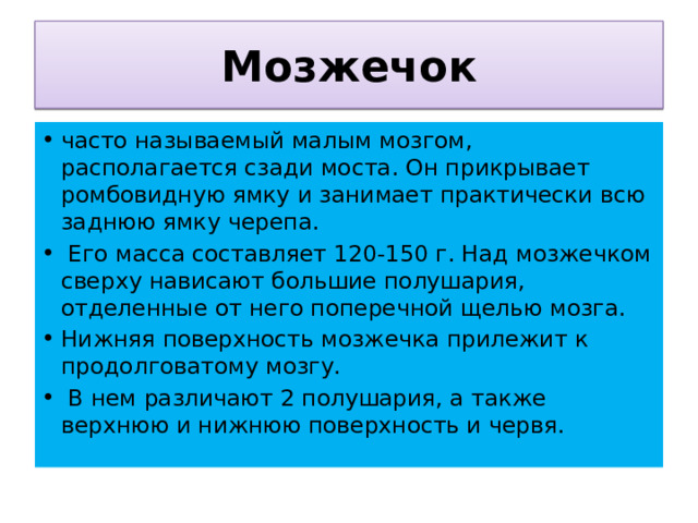 Мозжечок часто называемый малым мозгом, располагается сзади моста. Он прикрывает ромбовидную ямку и занимает практически всю заднюю ямку черепа.  Его масса составляет 120-150 г. Над мозжечком сверху нависают большие полушария, отделенные от него поперечной щелью мозга. Нижняя поверхность мозжечка прилежит к продолговатому мозгу.  В нем различают 2 полушария, а также верхнюю и нижнюю поверхность и червя. 
