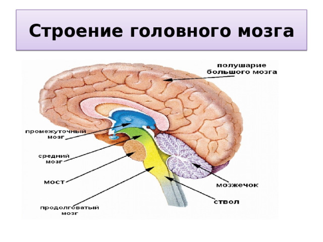Строение головного мозга 