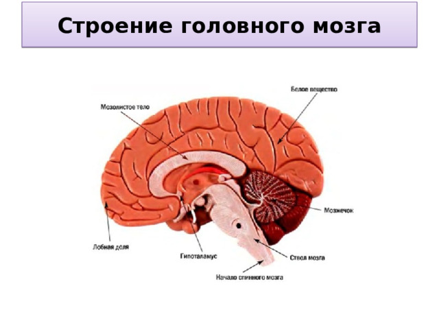 Строение головного мозга 