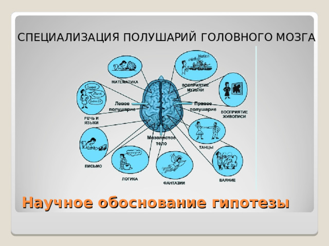 СПЕЦИАЛИЗАЦИЯ ПОЛУШАРИЙ  ГОЛОВНОГО МОЗГА Научное обоснование гипотезы 