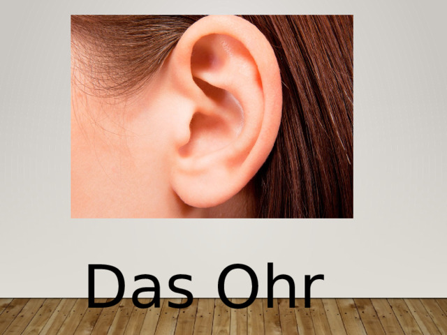 Das Ohr 