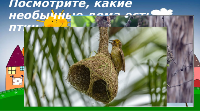 Посмотрите, какие необычные дома есть у птиц. 