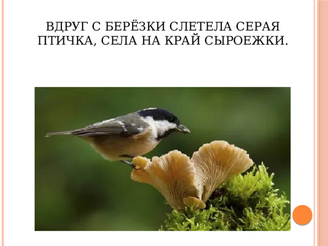 Вдруг с берёзки слетела серая птичка, села на край сыроежки. 