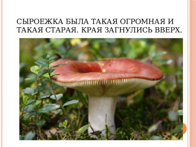 Сыроежка была такая огромная и такая старая. Края загнулись вверх. 