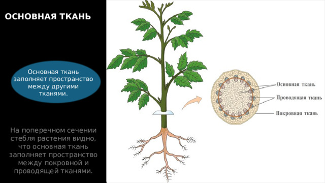 ОСНОВНАЯ ТКАНЬ Основная ткань заполняет пространство между другими тканями. На поперечном сечении стебля растения видно, что основная ткань заполняет пространство между покровной и проводящей тканями. Клетки основной ткани живые и имеют тонкие клеточные стенки. В клетках основной ткани происходит: 1. создание питательных веществ, 2. участвуют в газообмене, 3. осуществляют накопление веществ. 11 