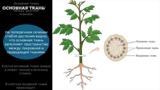 Основная ткань заполняет пространство между другими тканями. ОСНОВНАЯ ТКАНЬ На поперечном сечении стебля растения видно, что основная ткань заполняет пространство между покровной и проводящей тканями. Клетки основной ткани живые и имеют тонкие клеточные стенки. В клетках основной ткани происходит: 1. создание питательных веществ, 2. участвуют в газообмене, 3. осуществляют накопление веществ. 12 