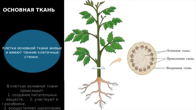 На поперечном сечении стебля растения видно, что основная ткань заполняет пространство между покровной и проводящей тканями. Основная ткань заполняет пространство между другими тканями. ОСНОВНАЯ ТКАНЬ Клетки основной ткани живые и имеют тонкие клеточные стенки. В клетках основной ткани происходит: 1. создание питательных веществ, 2. участвуют в газообмене, 3. осуществляют накопление веществ. 13 
