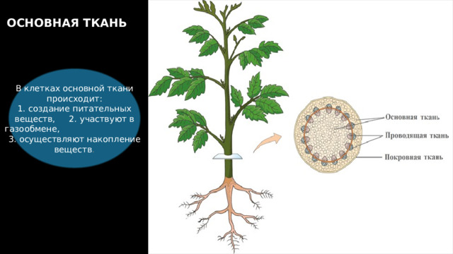 На поперечном сечении стебля растения видно, что основная ткань заполняет пространство между покровной и проводящей тканями. Основная ткань заполняет пространство между другими тканями. Клетки основной ткани живые и имеют тонкие клеточные стенки. ОСНОВНАЯ ТКАНЬ В клетках основной ткани происходит: 1. создание питательных веществ, 2. участвуют в газообмене, 3. осуществляют накопление веществ . 14 