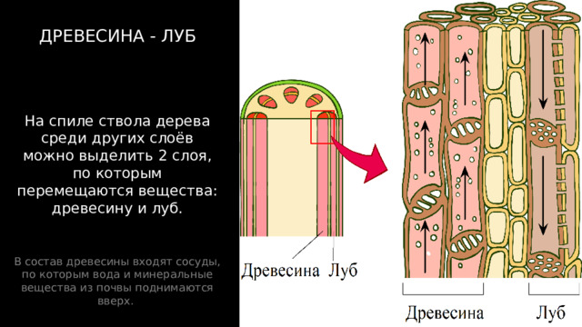 ДРЕВЕСИНА - ЛУБ На спиле ствола дерева среди других слоёв можно выделить 2 слоя, по которым перемещаются вещества: древесину и луб. В состав древесины входят сосуды, по которым вода и минеральные вещества из почвы поднимаются вверх. В состав луба входят ситовидные трубки, по которым органические вещества перемещаются из листьев (где они образуются) вниз. 