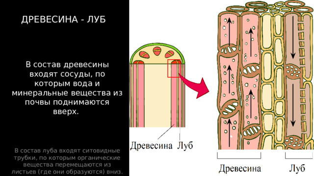 На спиле ствола дерева среди других слоёв можно выделить 2 слоя, по которым перемещаются вещества: древесину и луб. ДРЕВЕСИНА - ЛУБ В состав древесины входят сосуды, по которым вода и минеральные вещества из почвы поднимаются вверх. В состав луба входят ситовидные трубки, по которым органические вещества перемещаются из листьев (где они образуются) вниз. 
