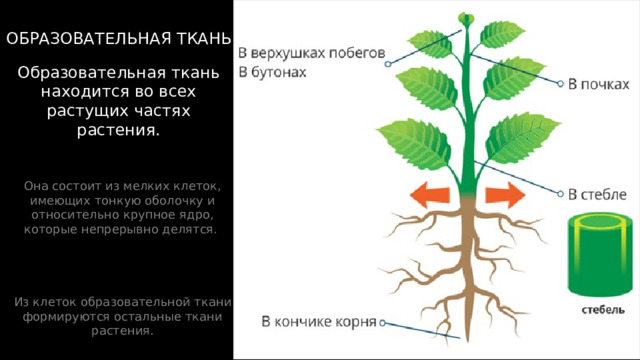 ОБРАЗОВАТЕЛЬНАЯ ТКАНЬ Образовательная ткань находится во всех растущих частях растения. Она состоит из мелких клеток, имеющих тонкую оболочку и относительно крупное ядро, которые непрерывно делятся. Из клеток образовательной ткани формируются остальные ткани растения. 