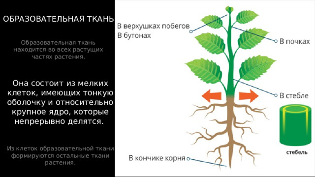 ОБРАЗОВАТЕЛЬНАЯ ТКАНЬ Образовательная ткань находится во всех растущих частях растения. Она состоит из мелких клеток, имеющих тонкую оболочку и относительно крупное ядро, которые непрерывно делятся. Из клеток образовательной ткани формируются остальные ткани растения. 