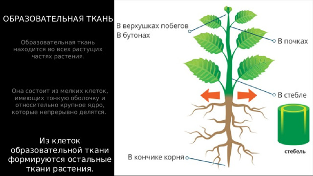 ОБРАЗОВАТЕЛЬНАЯ ТКАНЬ Образовательная ткань находится во всех растущих частях растения. Она состоит из мелких клеток, имеющих тонкую оболочку и относительно крупное ядро, которые непрерывно делятся. Из клеток образовательной ткани формируются остальные ткани растения. 