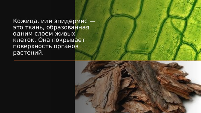 Кожица, или эпидермис — это ткань, образованная одним слоем живых клеток. Она покрывает поверхность органов растений. 