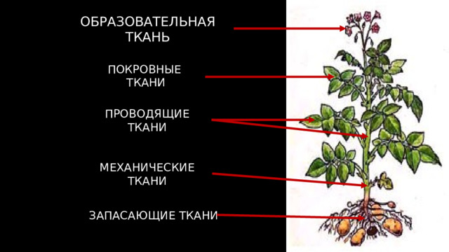 ОБРАЗОВАТЕЛЬНАЯ ТКАНЬ ПОКРОВНЫЕ ТКАНИ ПРОВОДЯЩИЕ ТКАНИ МЕХАНИЧЕСКИЕ ТКАНИ ЗАПАСАЮЩИЕ ТКАНИ 