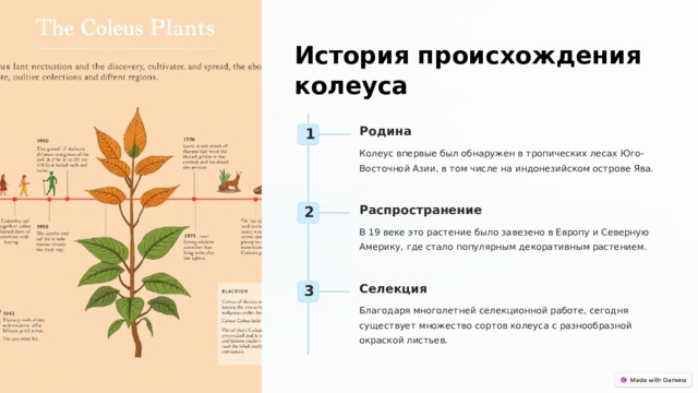 История происхождения колеуса Родина 1 Колеус впервые был обнаружен в тропических лесах Юго-Восточной Азии, в том числе на индонезийском острове Ява. Распространение 2 В 19 веке это растение было завезено в Европу и Северную Америку, где стало популярным декоративным растением. Селекция 3 Благодаря многолетней селекционной работе, сегодня существует множество сортов колеуса с разнообразной окраской листьев.  