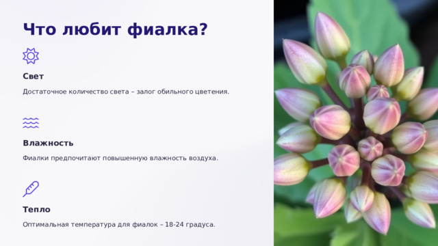 Что любит фиалка? Свет Достаточное количество света – залог обильного цветения. Влажность Фиалки предпочитают повышенную влажность воздуха. Тепло Оптимальная температура для фиалок – 18-24 градуса.  