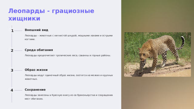 Леопарды - грациозные хищники Внешний вид 1 Леопарды – животные с пятнистой шкурой, мощными лапами и острыми когтями. Среда обитания 2 Леопарды предпочитают тропические леса, саванны и горные районы. Образ жизни 3 Леопарды ведут одиночный образ жизни, охотятся на мелких и крупных животных. Сохранение 4 Леопарды занесены в Красную книгу из-за браконьерства и сокращения мест обитания.  