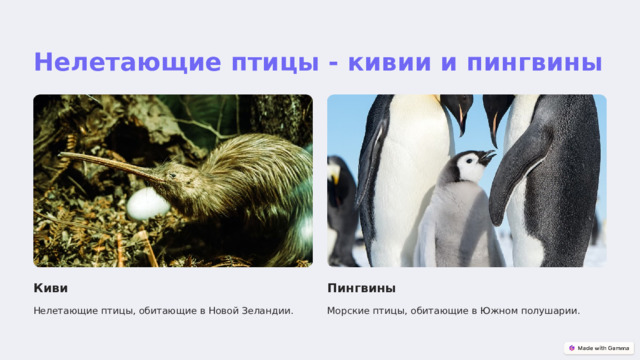 Нелетающие птицы - кивии и пингвины Киви Пингвины Нелетающие птицы, обитающие в Новой Зеландии. Морские птицы, обитающие в Южном полушарии.  