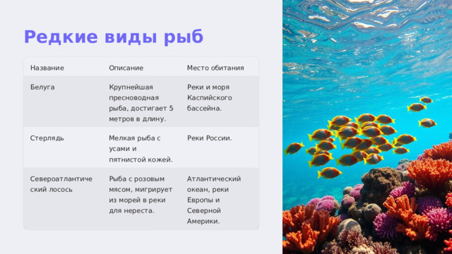 Редкие виды рыб Название Описание Место обитания Реки и моря Каспийского бассейна. Крупнейшая пресноводная рыба, достигает 5 метров в длину. Белуга Стерлядь Мелкая рыба с усами и пятнистой кожей. Реки России. Североатлантический лосось Рыба с розовым мясом, мигрирует из морей в реки для нереста. Атлантический океан, реки Европы и Северной Америки.  