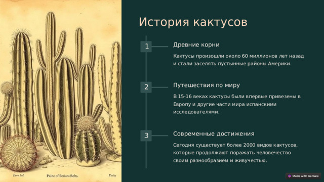 История кактусов Древние корни 1 Кактусы произошли около 60 миллионов лет назад и стали заселять пустынные районы Америки. Путешествия по миру 2 В 15-16 веках кактусы были впервые привезены в Европу и другие части мира испанскими исследователями. Современные достижения 3 Сегодня существует более 2000 видов кактусов, которые продолжают поражать человечество своим разнообразием и живучестью.  