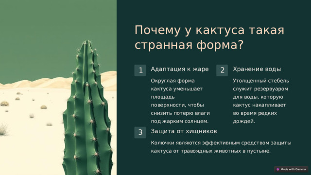 Почему у кактуса такая странная форма? Адаптация к жаре Хранение воды 1 2 Округлая форма кактуса уменьшает площадь поверхности, чтобы снизить потерю влаги под жарким солнцем. Утолщенный стебель служит резервуаром для воды, которую кактус накапливает во время редких дождей. Защита от хищников 3 Колючки являются эффективным средством защиты кактуса от травоядных животных в пустыне.  
