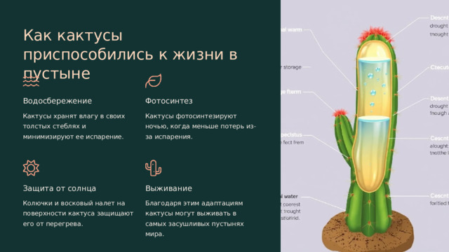 Как кактусы приспособились к жизни в пустыне Водосбережение Фотосинтез Кактусы хранят влагу в своих толстых стеблях и минимизируют ее испарение. Кактусы фотосинтезируют ночью, когда меньше потерь из-за испарения. Защита от солнца Выживание Колючки и восковый налет на поверхности кактуса защищают его от перегрева. Благодаря этим адаптациям кактусы могут выживать в самых засушливых пустынях мира.  