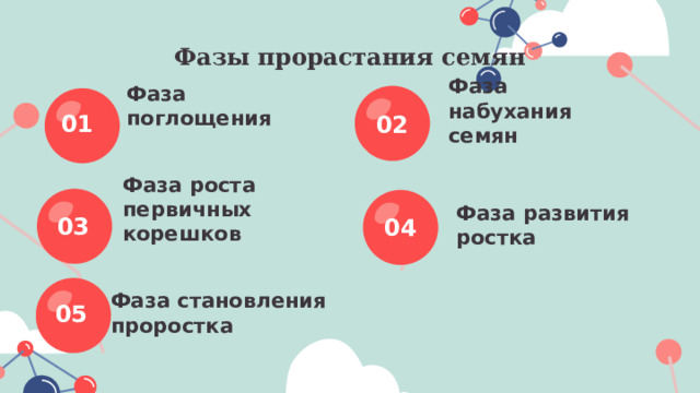 Фазы прорастания семян Фаза поглощения Фаза набухания семян 01 02 Фаза роста первичных корешков Фаза развития ростка 03 04 Фаза становления проростка 05 