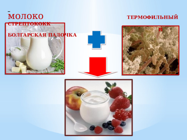   молоко  ТЕРМОФИЛЬНЫЙ СТРЕПТОКОКК  И БОЛГАРСКАЯ ПАЛОЧКА 