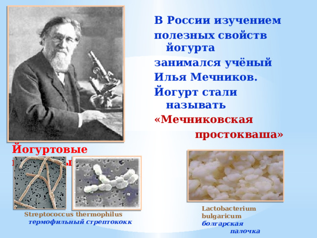 Lactobacterium bulgaricum  болгарская  палочка В России изучением полезных свойств йогурта занимался учёный Илья Мечников. Йогурт стали называть  «Мечниковская  простокваша» Йогуртовые культуры Streptococcus thermophilus  термофильный стрептококк 