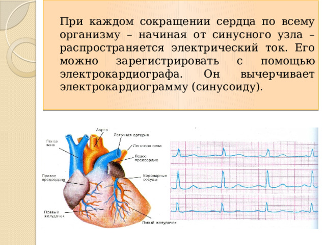  При каждом сокращении сердца по всему организму – начиная от синусного узла – распространяется электрический ток. Его можно зарегистрировать с помощью электрокардиографа. Он вычерчивает электрокардиограмму (синусоиду).  Давайте прислушаемся к биению своего сердца. Сердце – самостоятельный орган. Головной мозг управляет любой нашей мышцей, кроме сердечной. У нее есть собственный центр управления – синусный узел. При каждом сокращении сердца по всему организму – начиная от синусного узла (размером с просяное зерно)– распространяется электрический ток. Его можно зарегистрировать с помощью электрокардиографа. Он вычерчивает электрокардиограмму (синусоиду) 13 