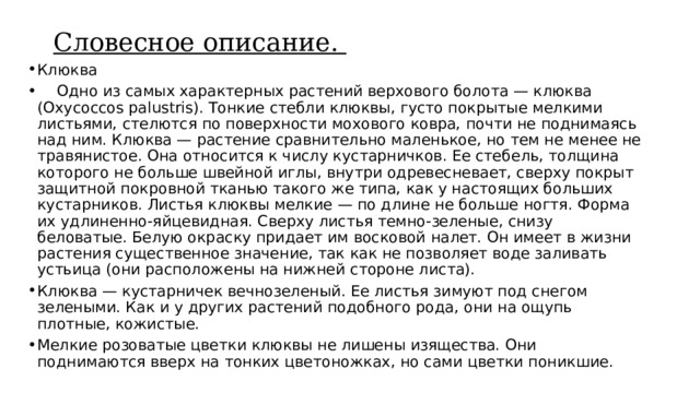 Словесное описание. Клюква   Одно из самых характерных растений верхового болота — клюква (Oxycoccos palustris). Тонкие стебли клюквы, густо покрытые мелкими листьями, стелются по поверхности мохового ковра, почти не поднимаясь над ним. Клюква — растение сравнительно маленькое, но тем не менее не травянистое. Она относится к числу кустарничков. Ее стебель, толщина которого не больше швейной иглы, внутри одревесневает, сверху покрыт защитной покровной тканью такого же типа, как у настоящих больших кустарников. Листья клюквы мелкие — по длине не больше ногтя. Форма их удлиненно-яйцевидная. Сверху листья темно-зеленые, снизу беловатые. Белую окраску придает им восковой налет. Он имеет в жизни растения существенное значение, так как не позволяет воде заливать устьица (они расположены на нижней стороне листа). Клюква — кустарничек вечнозеленый. Ее листья зимуют под снегом зелеными. Как и у других растений подобного рода, они на ощупь плотные, кожистые. Мелкие розоватые цветки клюквы не лишены изящества. Они поднимаются вверх на тонких цветоножках, но сами цветки поникшие. 